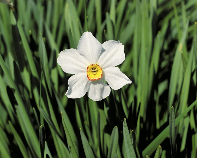 Blume, Blatt, Natur, Blumen Hintergrund