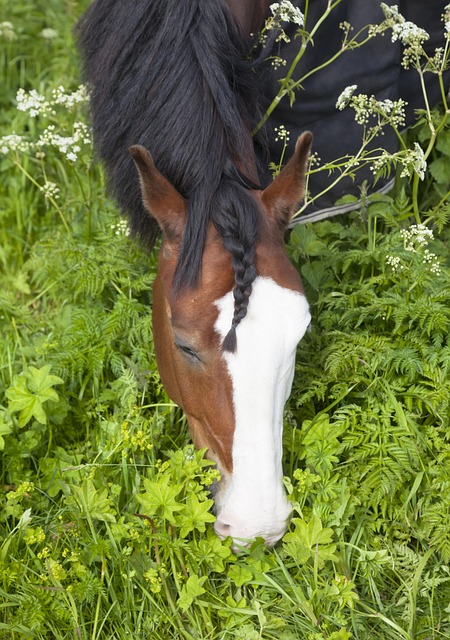 Free Horse Brush photo and picture
