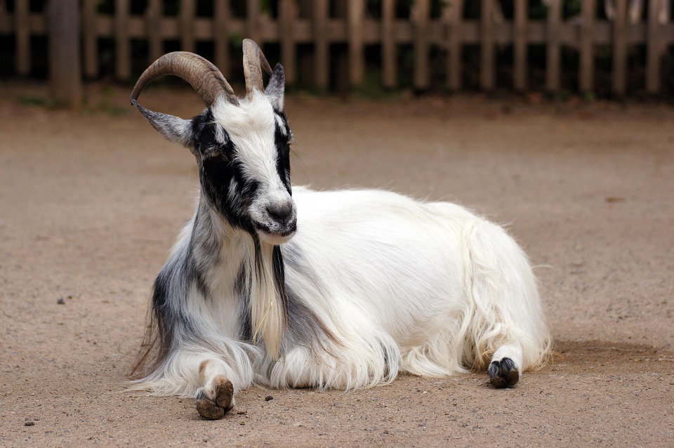 64 Gambar Binatang Kambing Muda Terbaik