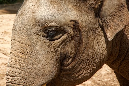 Elefant, Zoo, Auge, Dickhäuter, Tiere