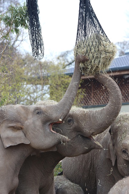 Elefanten Füttern, Heu, Stroh, Zoo, Tier
