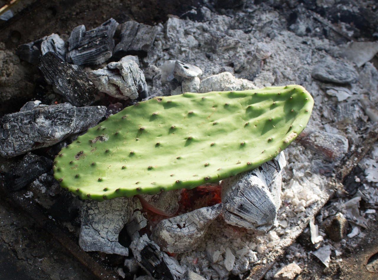 Cactus Tuna De La Hoja Foto gratis en Pixabay