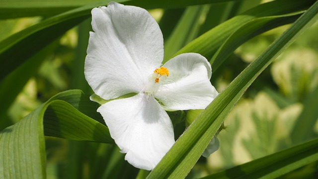 Sitemapcdatahttpscookniqoocom4 Images 1 Mot Fleur Blanchenull