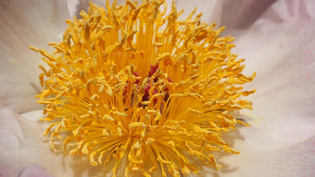 Free Flower Center Nature photo and picture