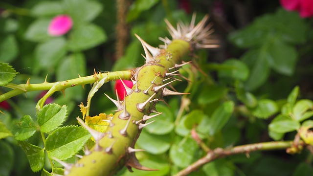Dornen, Stengel, Pflanze, Garten, Scharf
