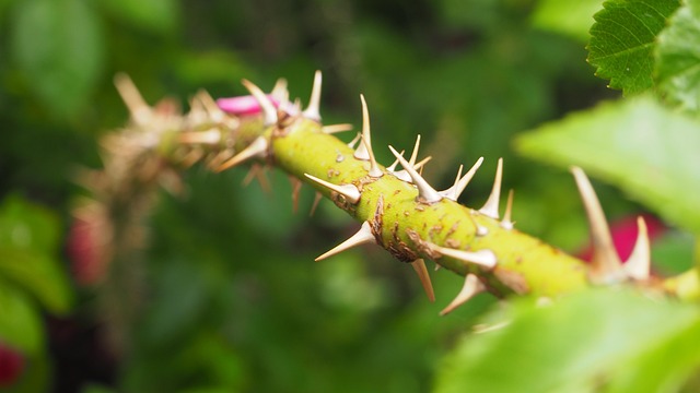 Dornen, Stengel, Pflanze, Garten, Scharf