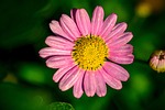 leucanthemum, pink-margerite, flower basket