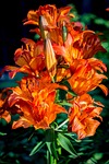 fire-lily, lilium bulbiferum, inflorescence