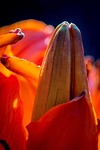 fire-lily, lilium bulbiferum, bud