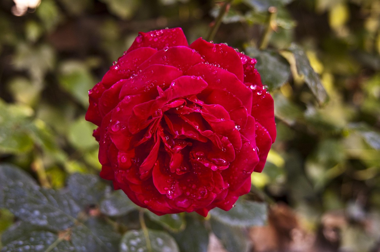 Image Real Rosa Rosa Rose Roja - Free photo on Pixabay - Pixabay