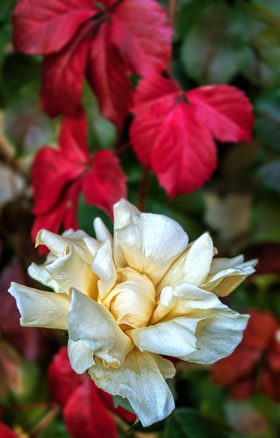 Free Rose Flower photo and picture