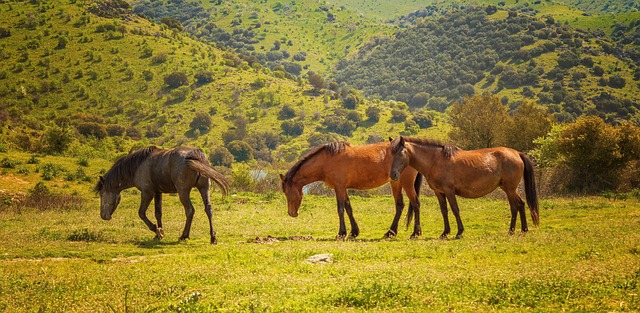 Free Horses Animals photo and picture