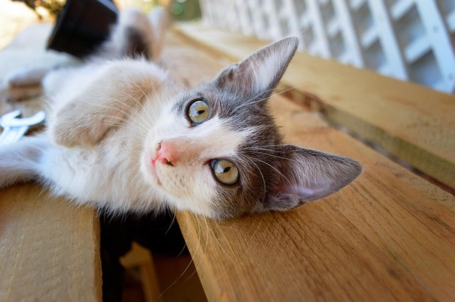 Free Cat Pet photo and picture