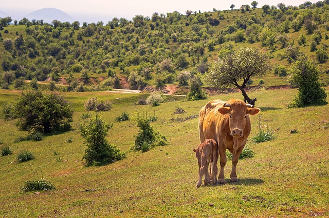Free Cow Nature photo and picture