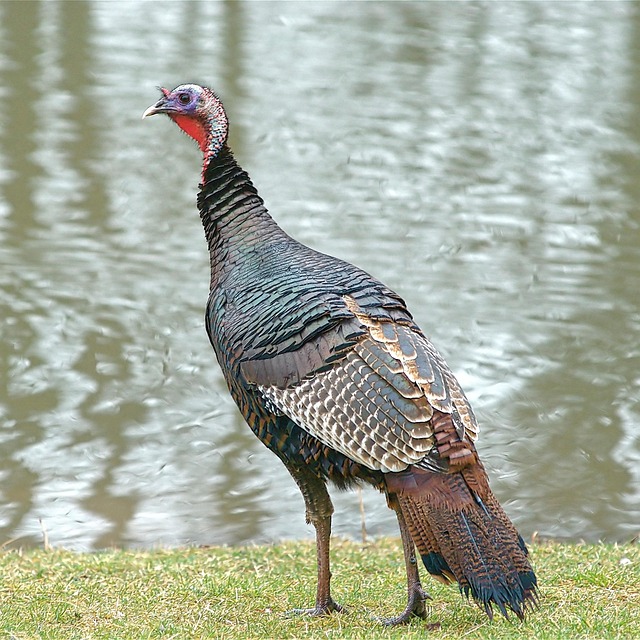 20+ Free Gobbler & Wild Turkey Images - Pixabay