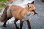 fox, wildlife, red