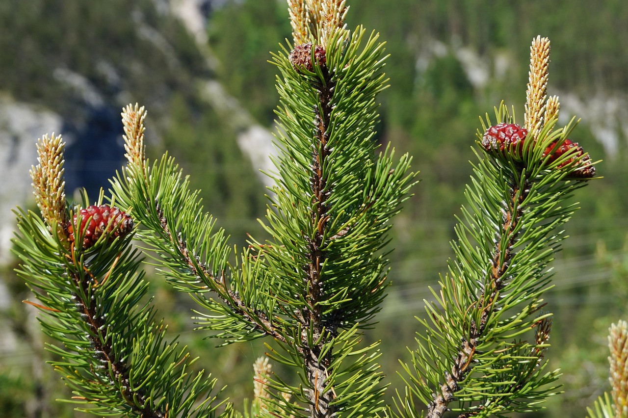 Piña Árbol Abeto Rama De - Foto gratis en Pixabay - Pixabay