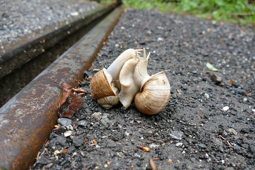 Free Snail Copulation photo and picture