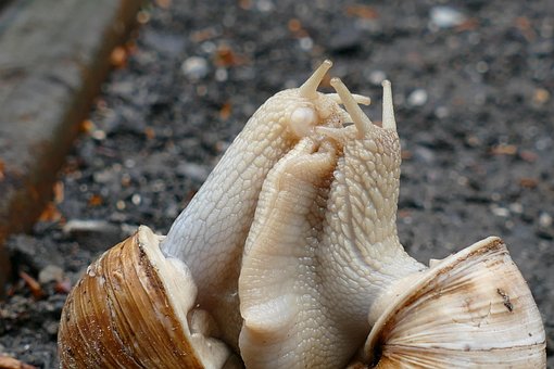 Free Snail Copulation photo and picture