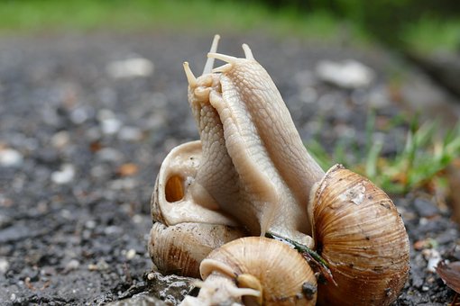Free Snail Copulation photo and picture