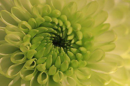 Free Flower Nature photo and picture