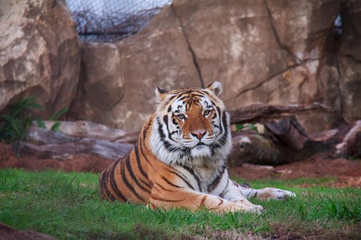 Free Tiger Cat photo and picture