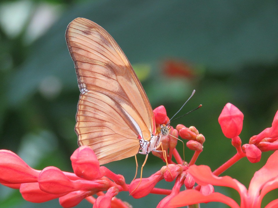 Mariposa De Cerca Insecto Foto gratis