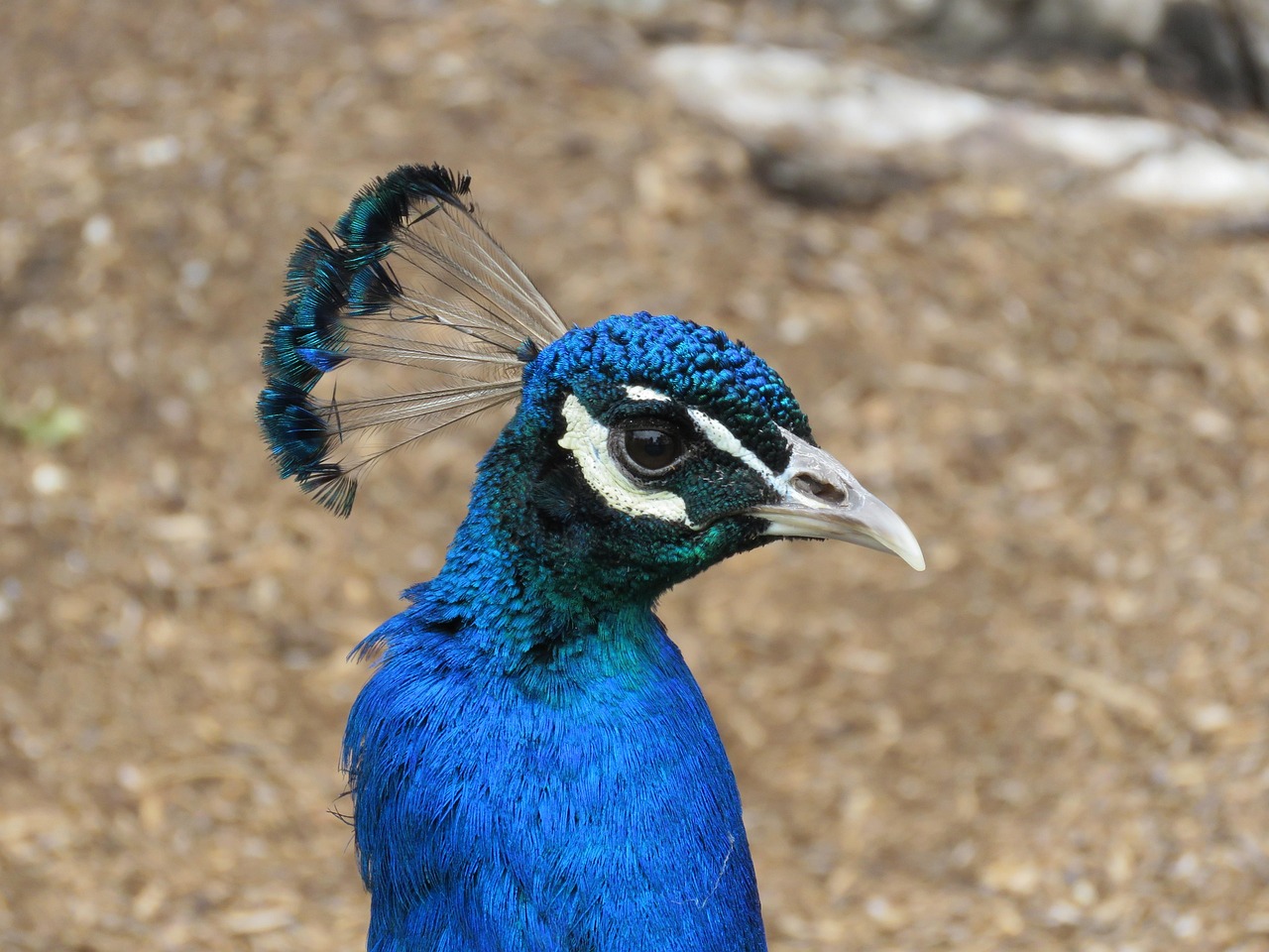 Pavo Real Pájaro Azul - Foto gratis en Pixabay - Pixabay