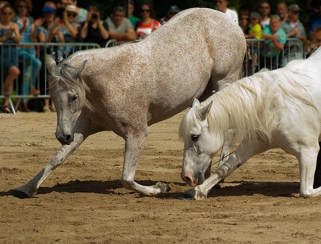 Free Horses Dressage photo and picture