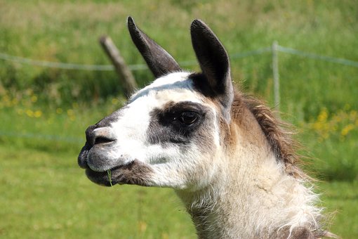 Alpaka, Tier, Tiere, Natur