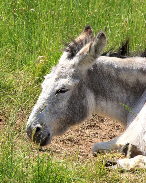 Esel, Natur, Tiere, Tier