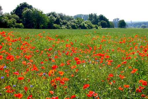 Mohn, Blumen, Natur, Frühling, Rot