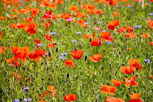 Mohn, Blumen Hintergrund, Blumen, Feld