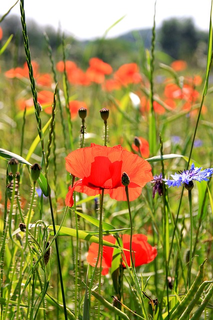 Mohn, Blume, Schöne Blumen, Natur
