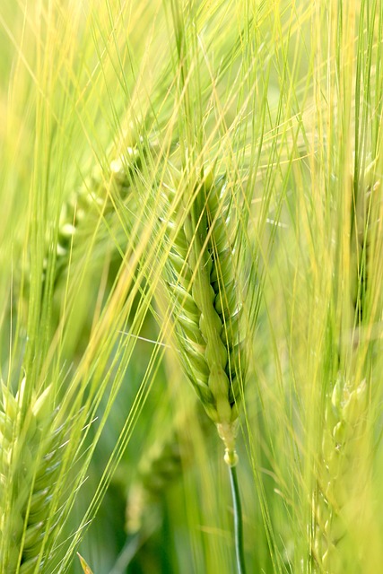 Weizen, Natur, Ohr, Kornfeld, Sommer