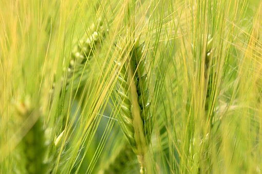 Weizen, Natur, Ohr, Kornfeld, Sommer