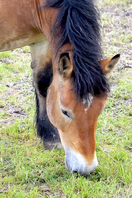 Pferd, Reitsport, Tiere, Reiten, Pferde