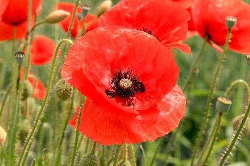 Mohn, Blume, Natur, Blumen Hintergrund