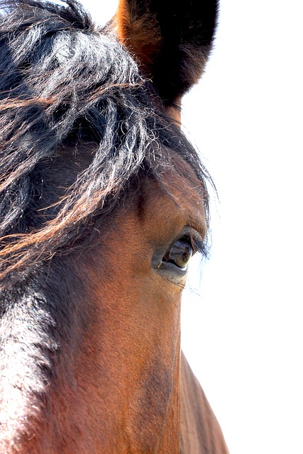 Pferd, Reitsport, Tiere, Reiten, Pferde