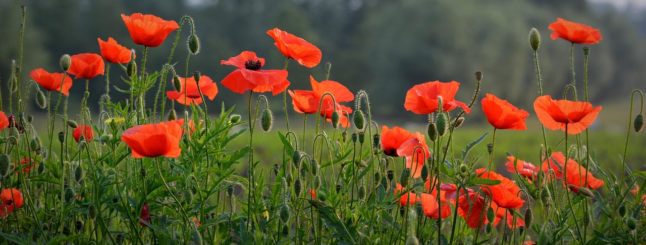 Poppy Inages Flower Poppy Spring - Free photo on Pixabay