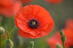flower, poppy, spring