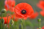 flower, poppy, spring