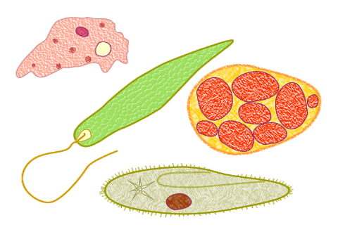 Free Protozoans Microbes illustration and picture