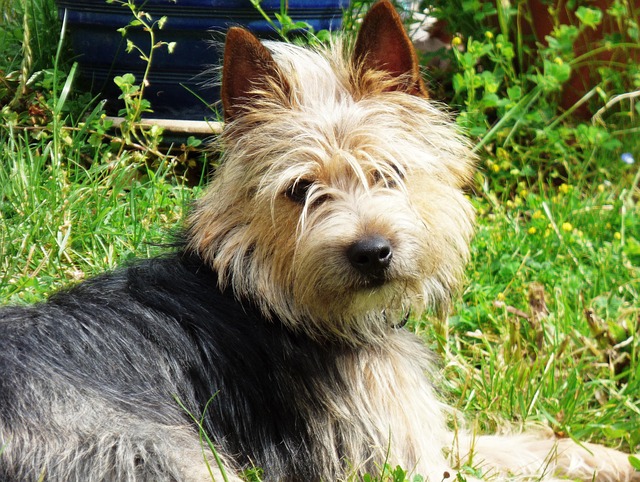 Free Dog Garden photo and picture