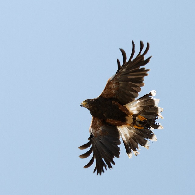 ファルコン 空 自由 - Pixabayの無料写真 - Pixabay
