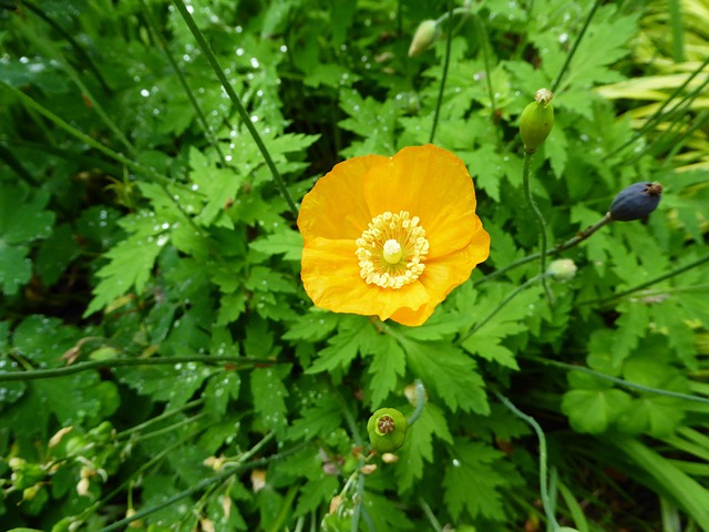 Free Flower Poppy photo and picture