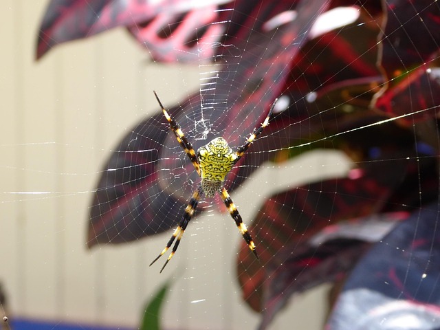 Free Spider Black photo and picture
