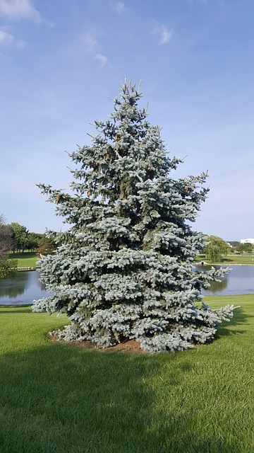Free Summer Lake photo and picture