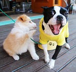 bonjour xiufeng - downtown, puppy, dog cafe