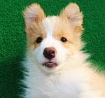 bonjour xiufeng - downtown, puppy, dog cafe